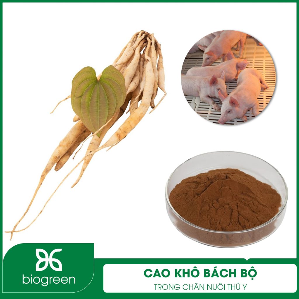 Cao khô Bách bộ trong Chăn nuôi thú y