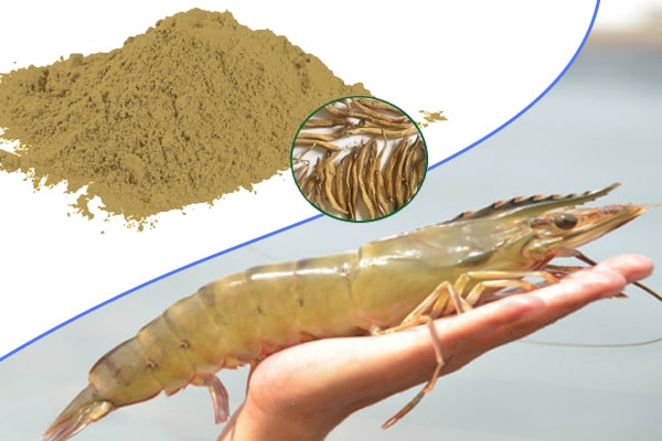 Cao khô Bách bộ trong Nuôi trồng thủy sản