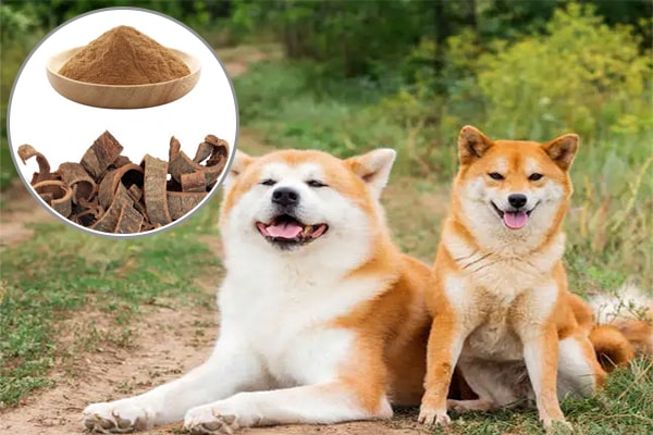 Cao khô Hậu phác trong Chăn nuôi thú y