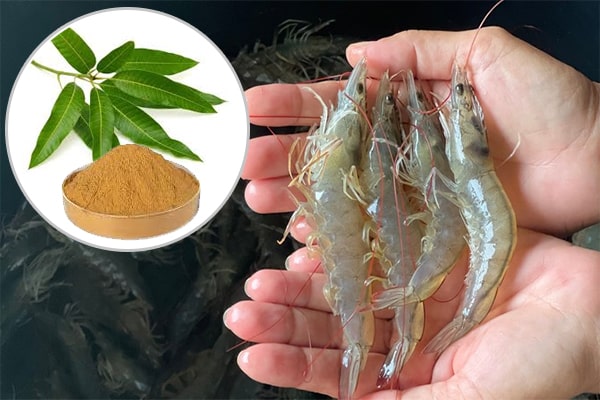 Cao khô Lá xoài trong Nuôi trồng thủy sản
