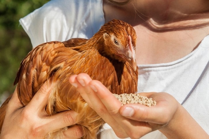 Tăng cường hệ miễn dịch cho vật nuôi (gà, lợn) như thế nào cho hiệu quả?
