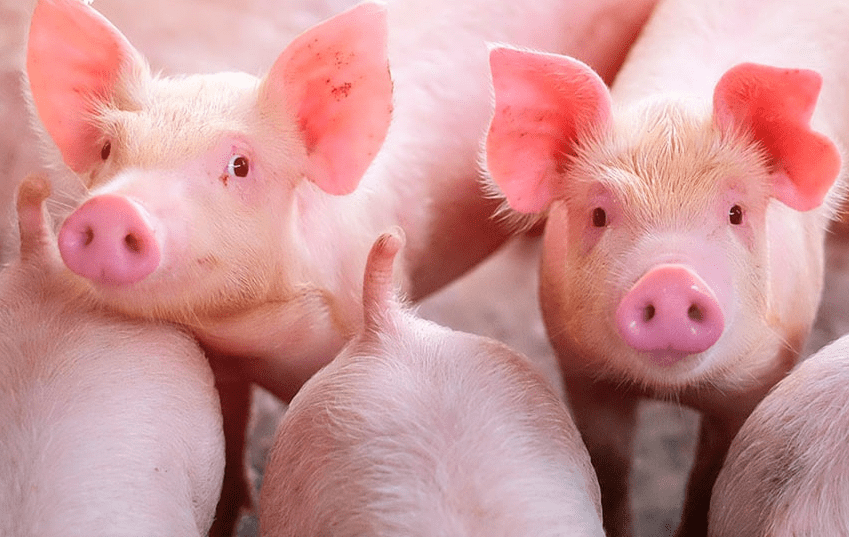 Tăng cường hệ miễn dịch cho vật nuôi (gà, lợn) như thế nào cho hiệu quả? 3