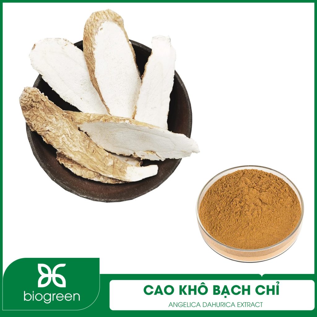 Cao khô Bạch chỉ