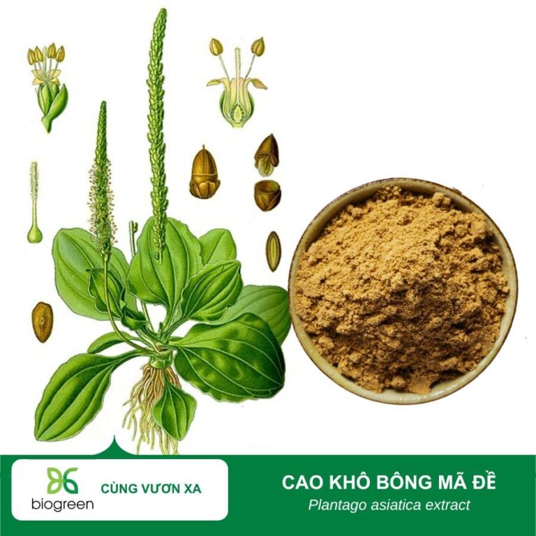 Cao Khô Bông Mã Đề