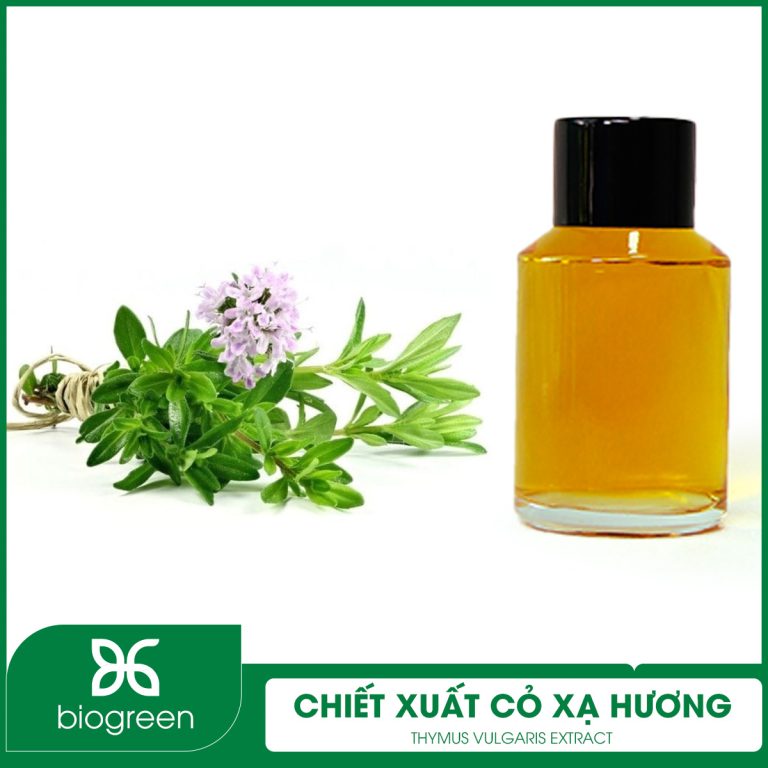 Chiết Xuất Cỏ Xạ Hương