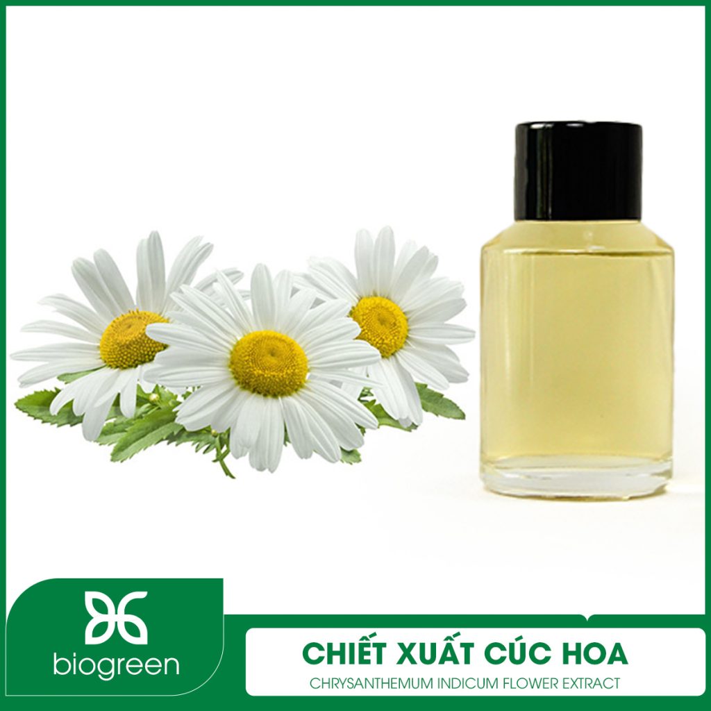 Chiết Xuất Cúc Hoa