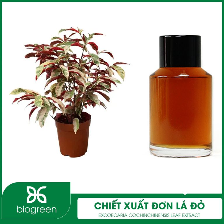 Chiết Xuất Đơn Lá Đỏ