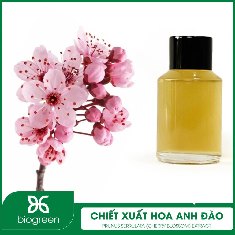 Chiết Xuất Hoa Anh Đào