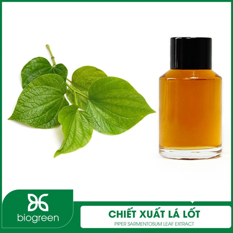 Chiết Xuất Lá Lốt