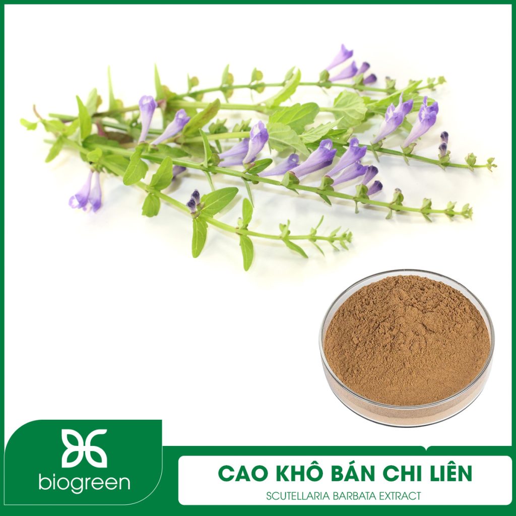 Cao khô Bán chi liên