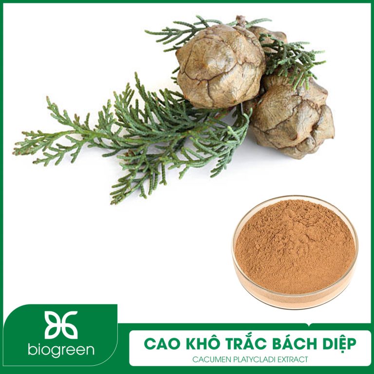Cao khô Trắc bách diệp