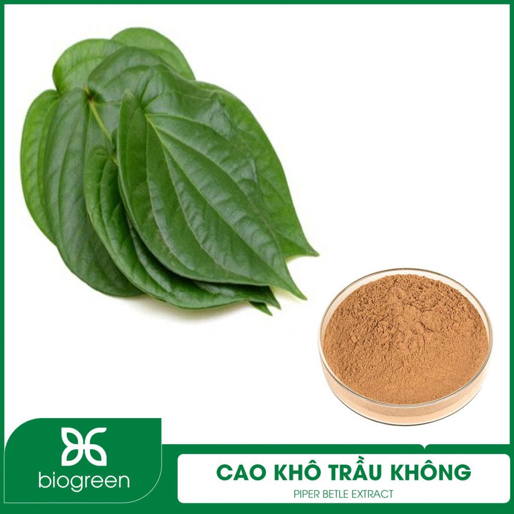 Cao khô Lá trầu không