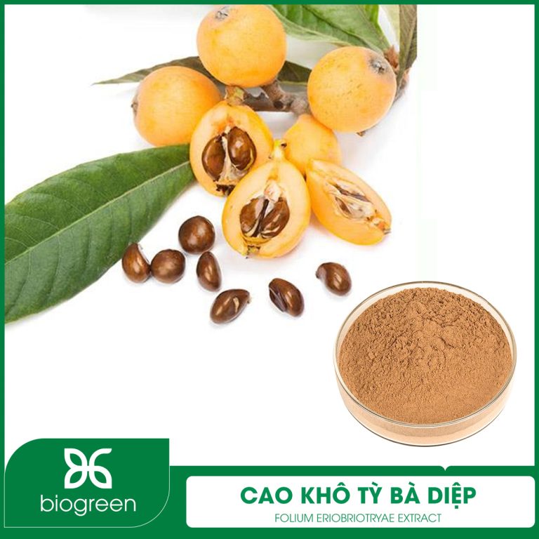 Cao khô Tỳ bà diệp