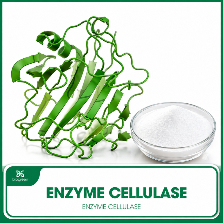 Enzyme Cellulase