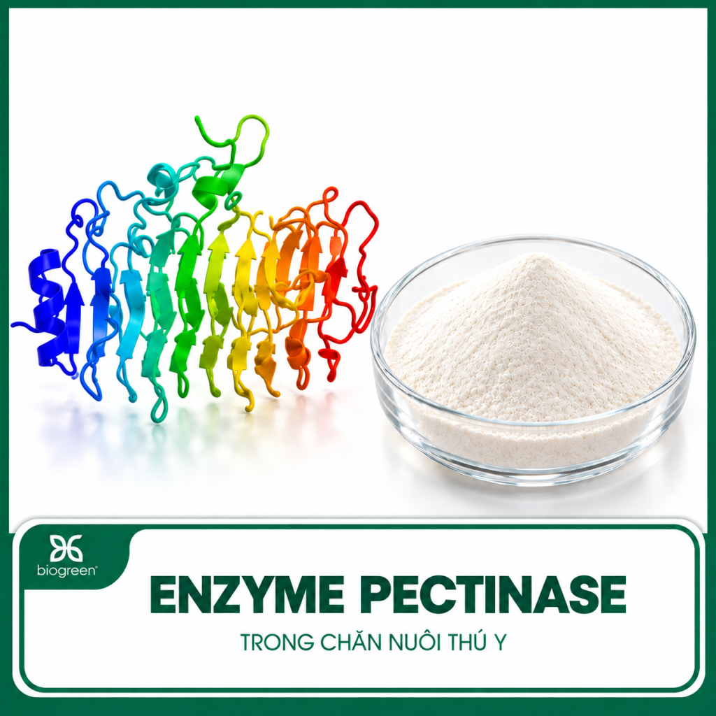 Enzyme Pectinase trong chăn nuôi thú y