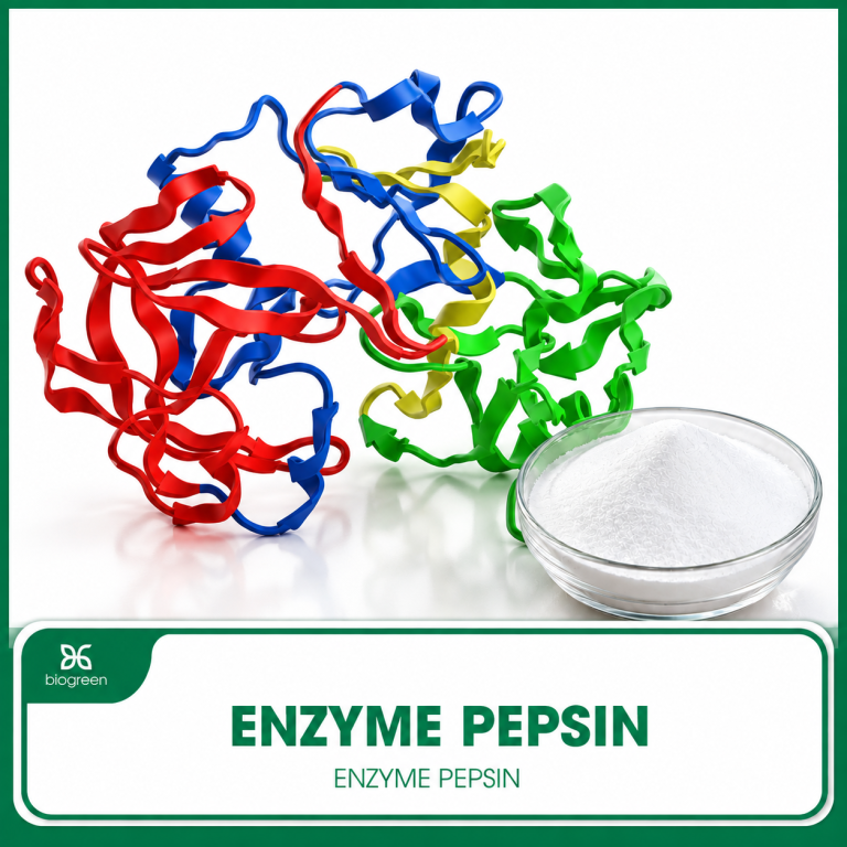 Enzyme Pepsin