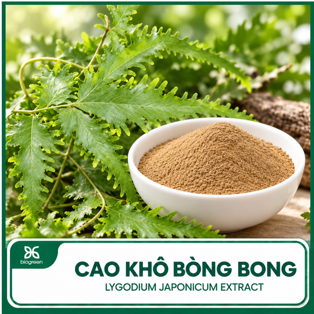 Cao khô Bòng bong