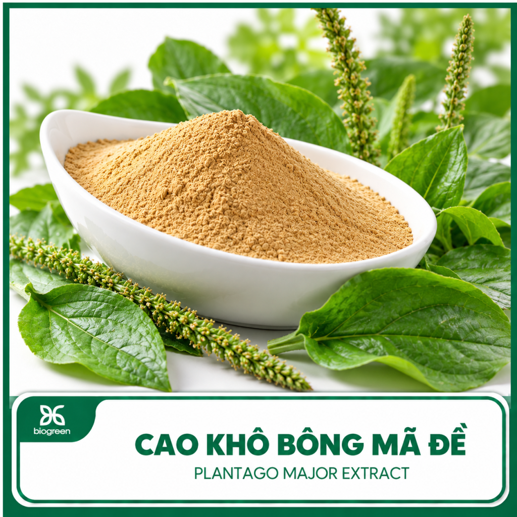 Cao Khô Bông Mã Đề
