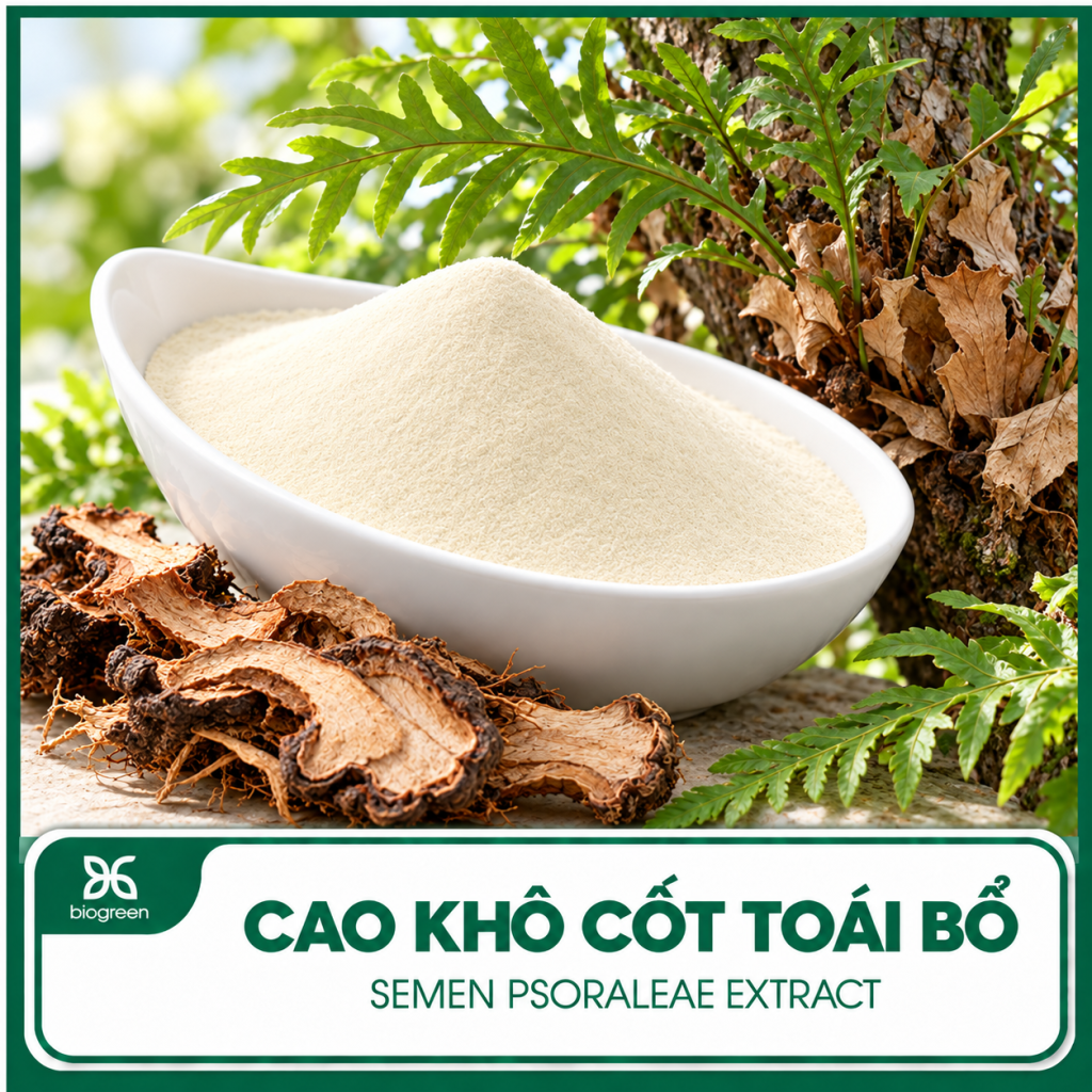 Cao Khô Bổ Cốt Chỉ (Phá Cố Chỉ)
