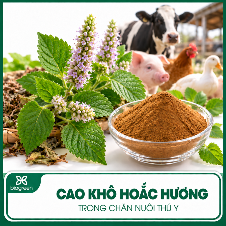 cao kho hoac huong trong chan nuoi thu y