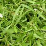 Bạch hoa xà thiệt thảo là cây gì? Đặc điểm và công dụng