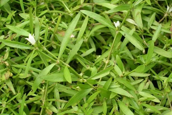 Bạch hoa xà thiệt thảo là cây gì? Đặc điểm và công dụng