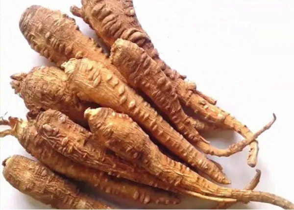 Công dụng của củ bạch chỉ trong y học cổ truyền